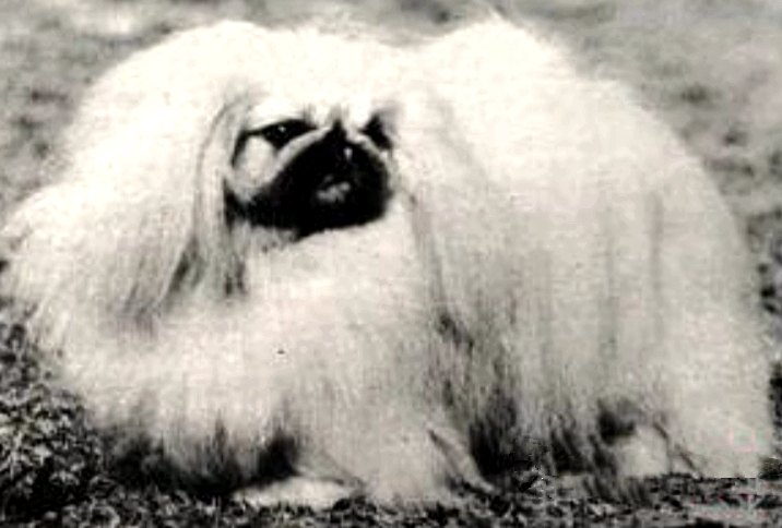 родословная собак пекинес щенок