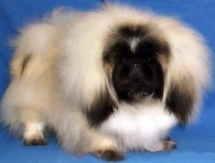 родословная собак пекинес щенок