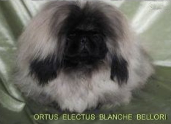 родословная собак пекинес щенок