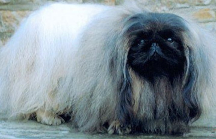 родословная собак пекинес щенок