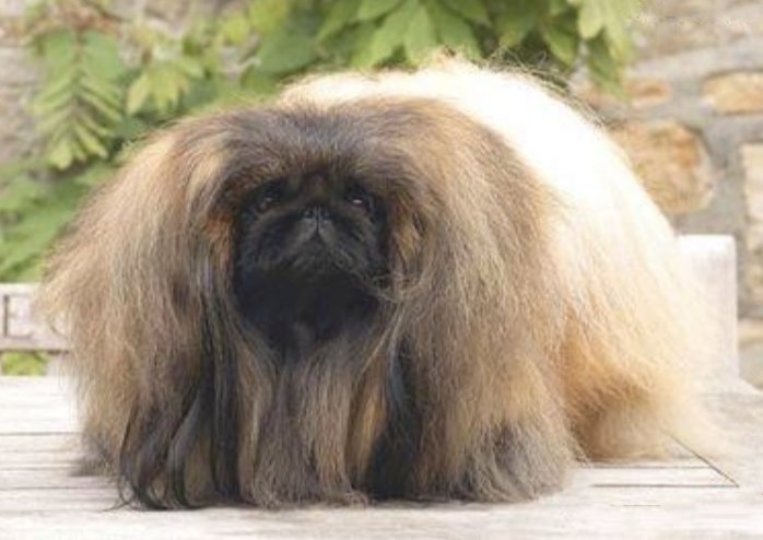 родословная собак пекинес щенок