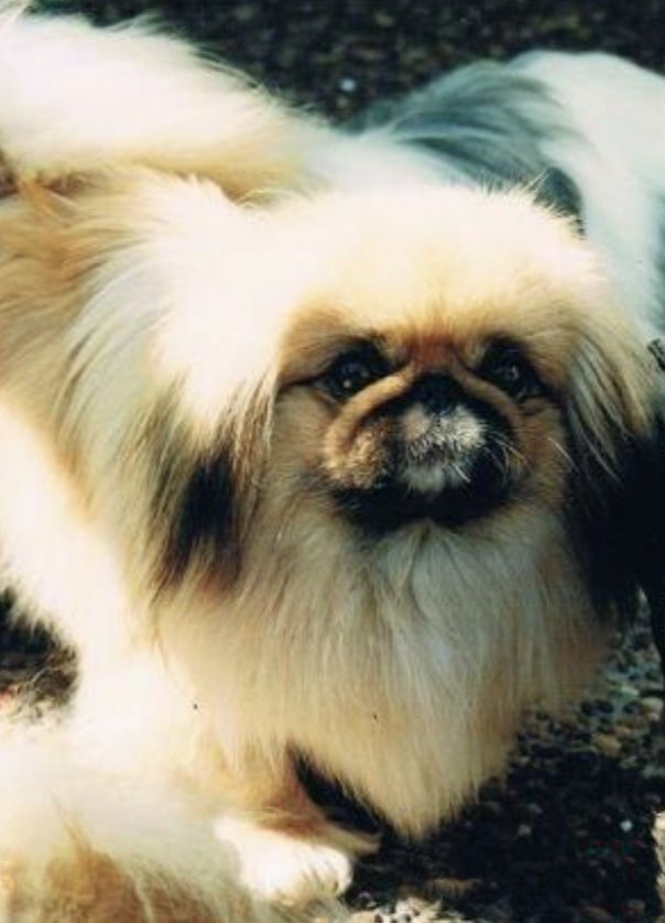 родословная собак пекинес щенок