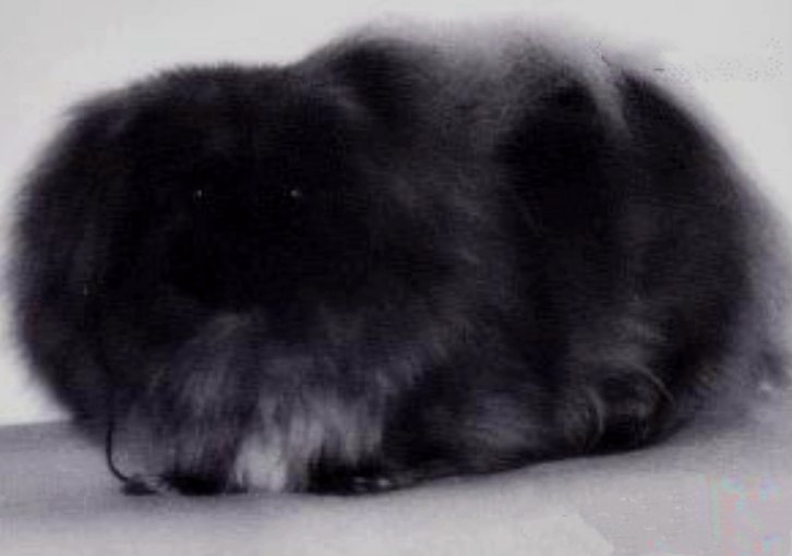 родословная собак пекинес щенок