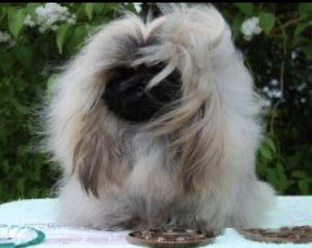 родословная собак пекинес щенок