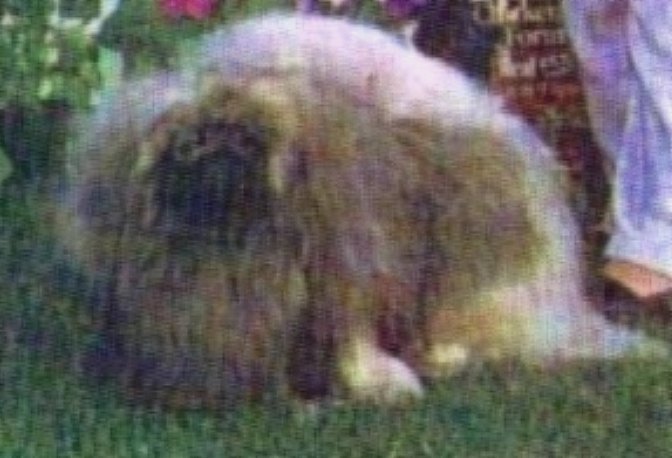 родословная собак пекинес щенок