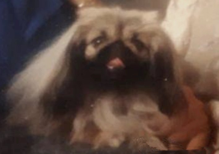 родословная собак пекинес щенок