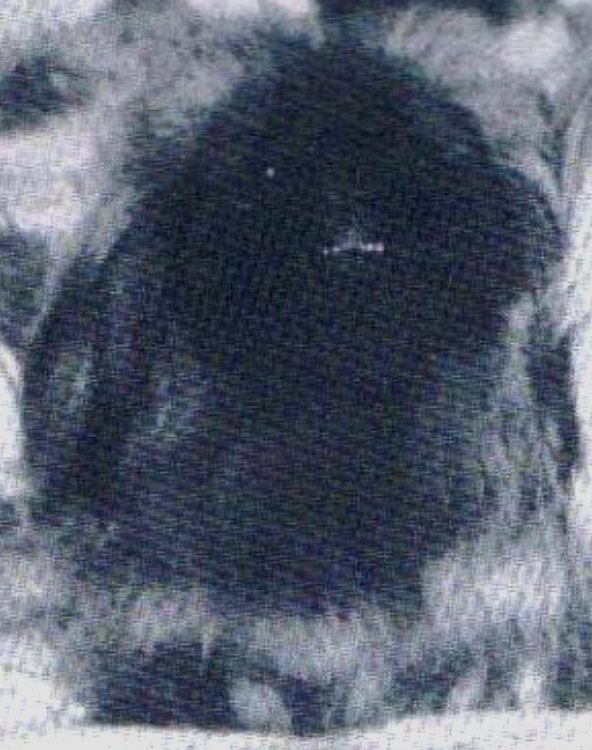 родословная собак пекинес щенок