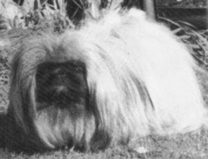 родословная собак пекинес щенок