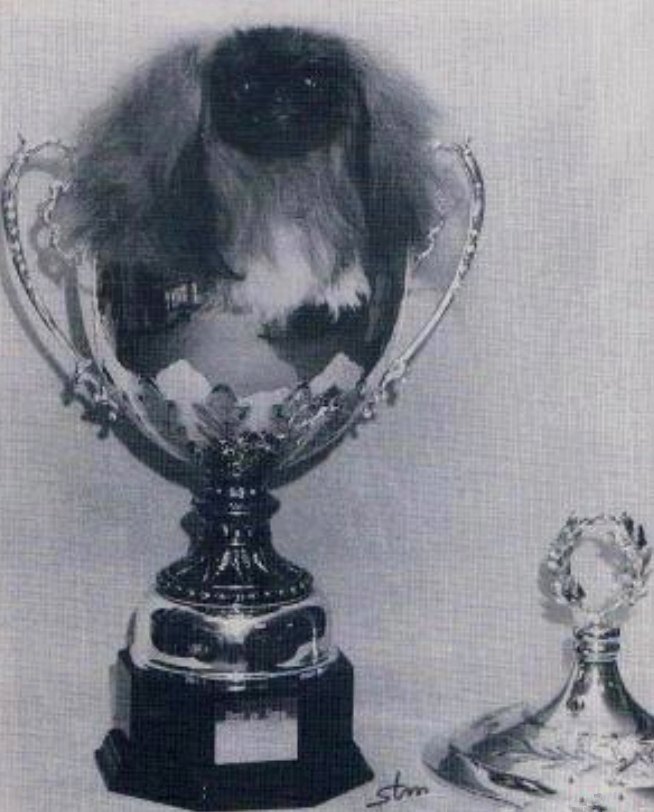 родословная собак пекинес щенок