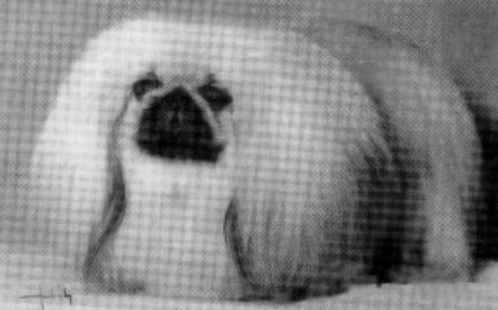 родословная собак пекинес щенок