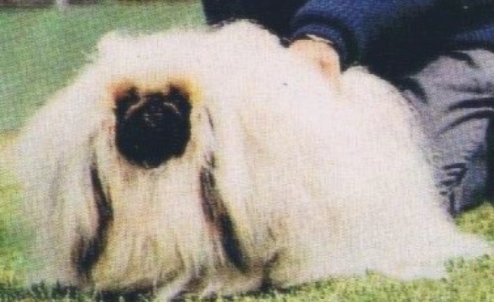 родословная собак пекинес щенок