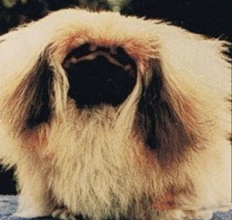 родословная собак пекинес щенок