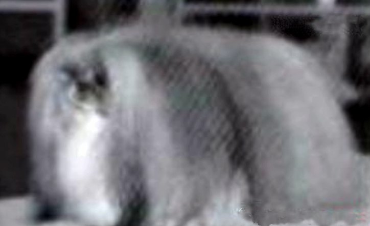 родословная собак пекинес щенок