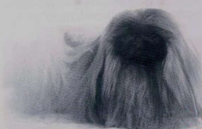 родословная собак пекинес щенок