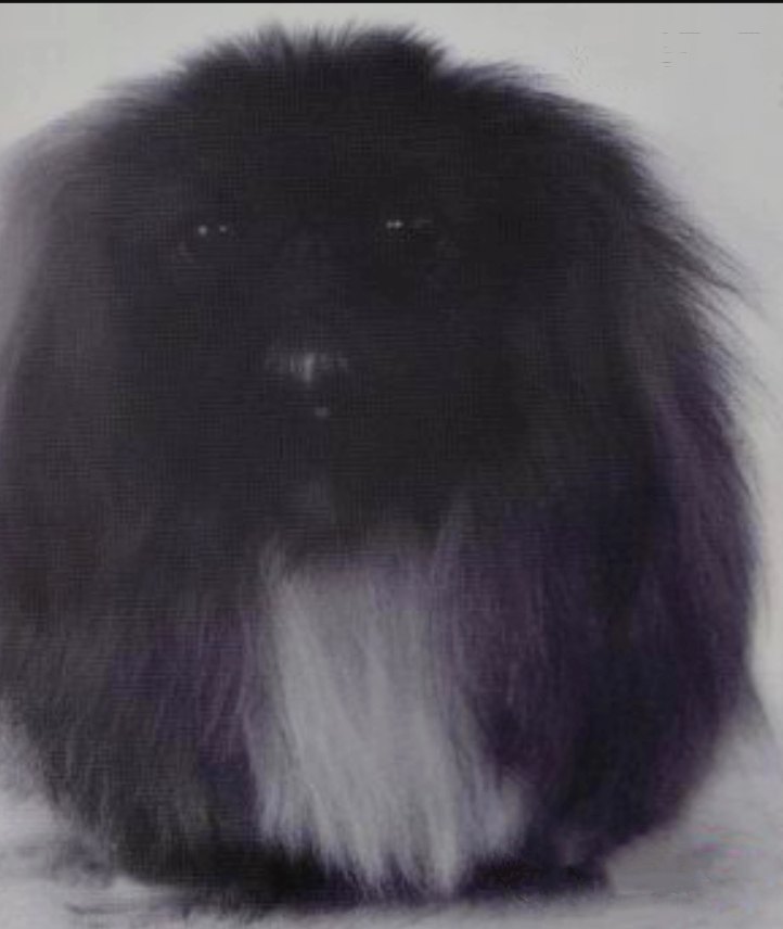 родословная собак пекинес щенок