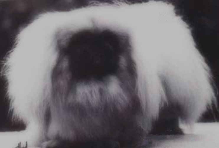 родословная собак пекинес щенок