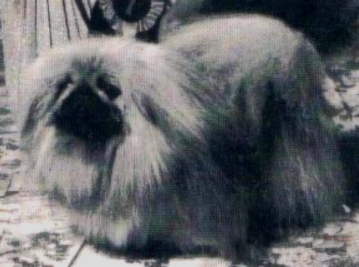 родословная собак пекинес щенок