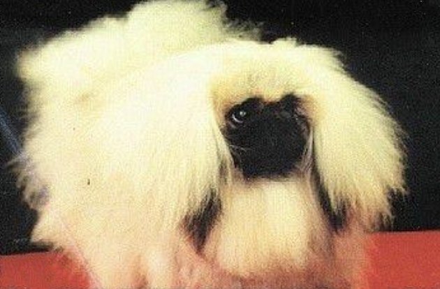 родословная собак пекинес щенок