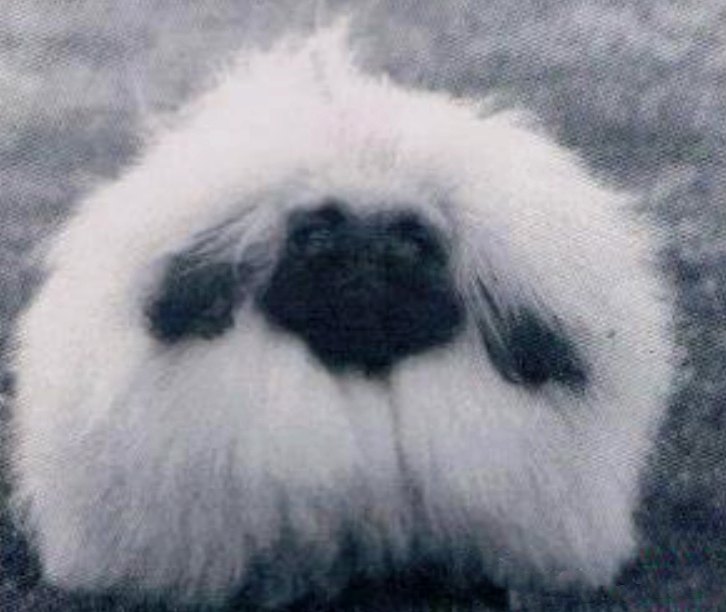 родословная собак пекинес щенок