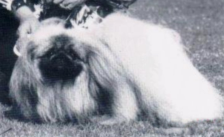 родословная собак пекинес щенок