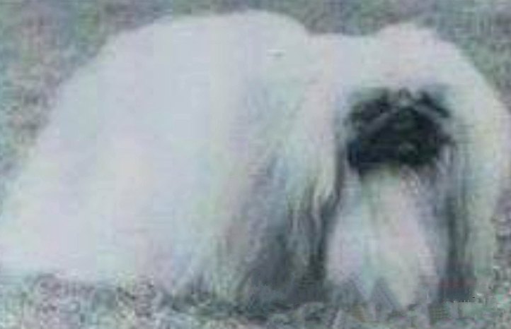 родословная собак пекинес щенок