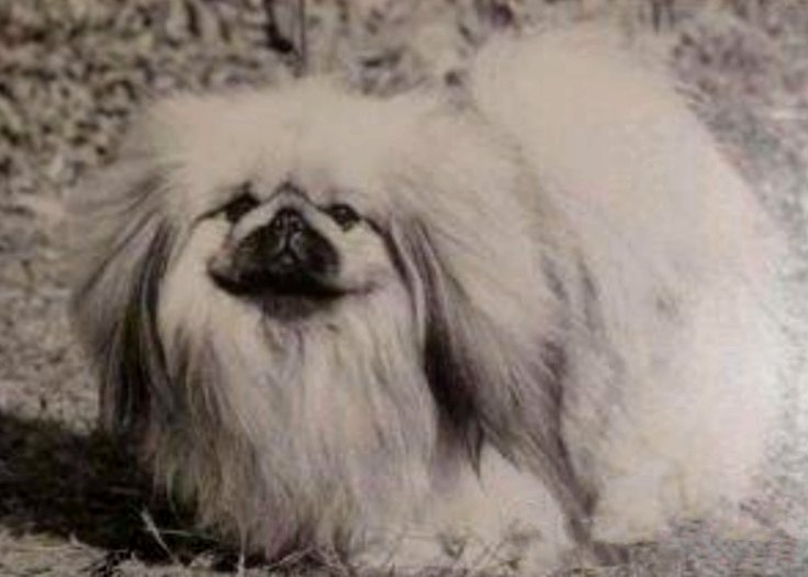 родословная собак пекинес щенок