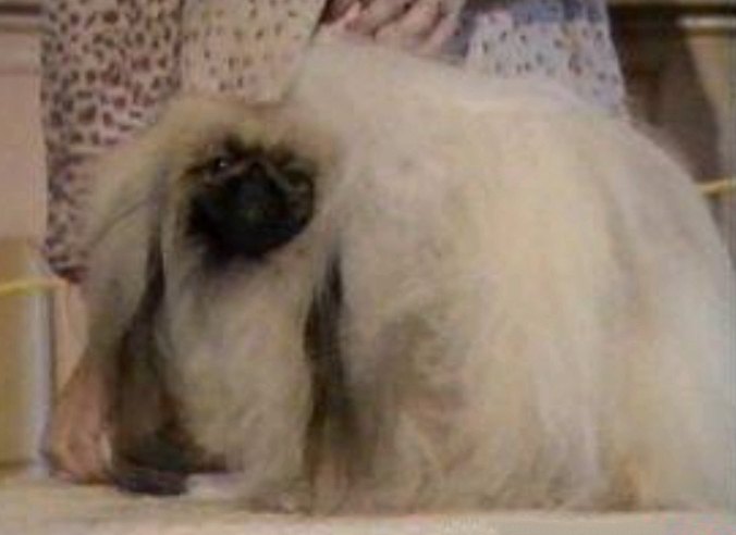 родословная собак пекинес щенок