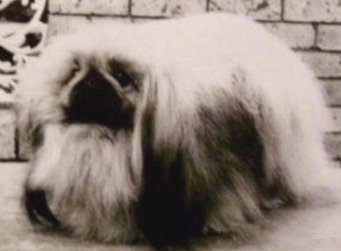 родословная собак пекинес щенок