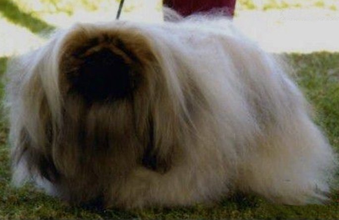 родословная собак пекинес щенок