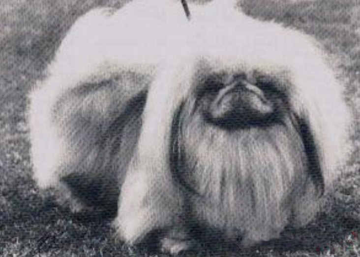 родословная собак пекинес щенок