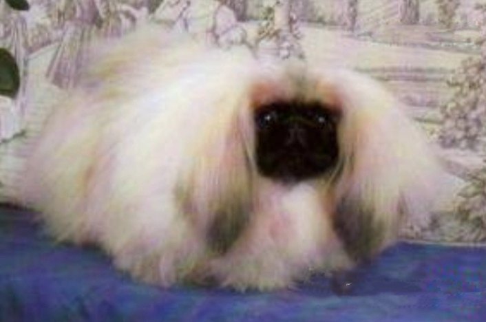 родословная собак пекинес щенок