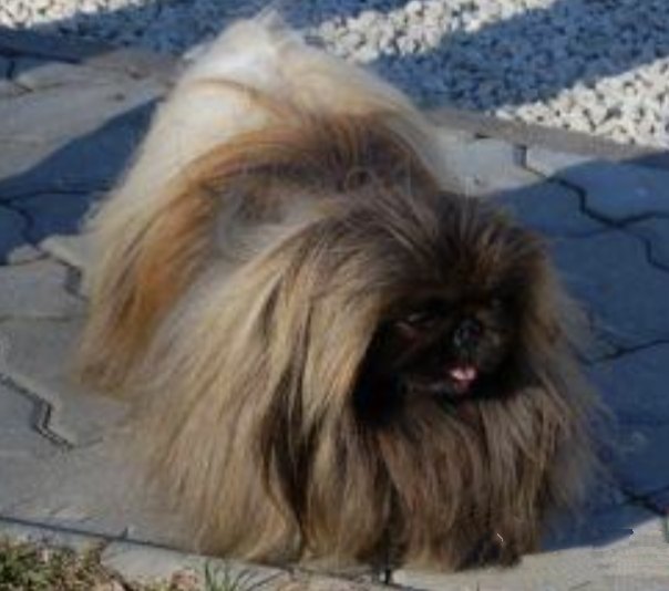 родословная собак пекинес щенок