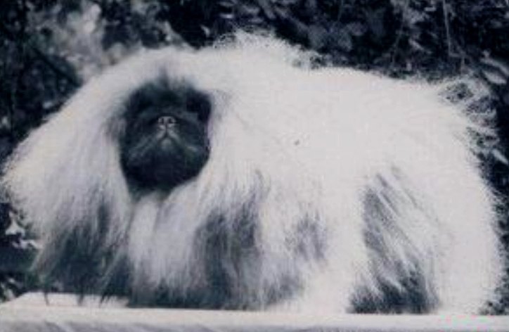 родословная собак пекинес щенок