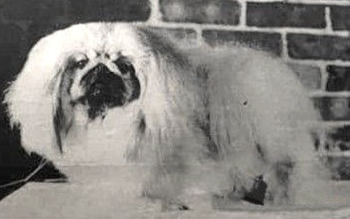 родословная собак пекинес щенок