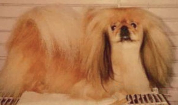 родословная собак пекинес щенок