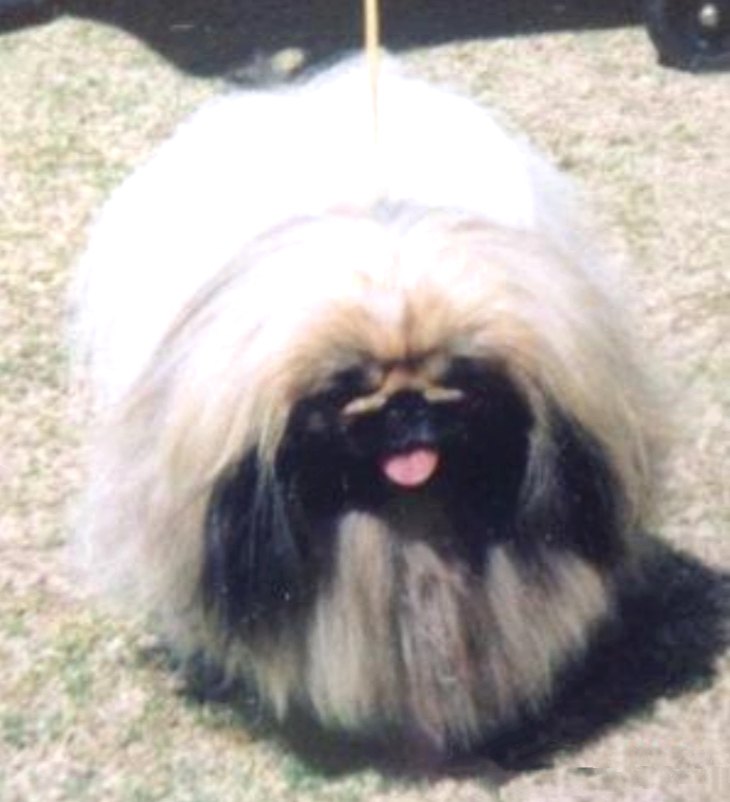 родословная собак пекинес щенок