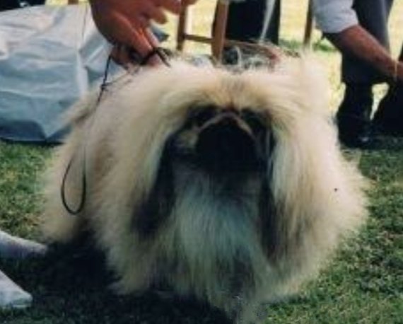 родословная собак пекинес щенок