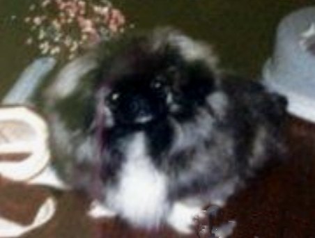 родословная собак пекинес щенок