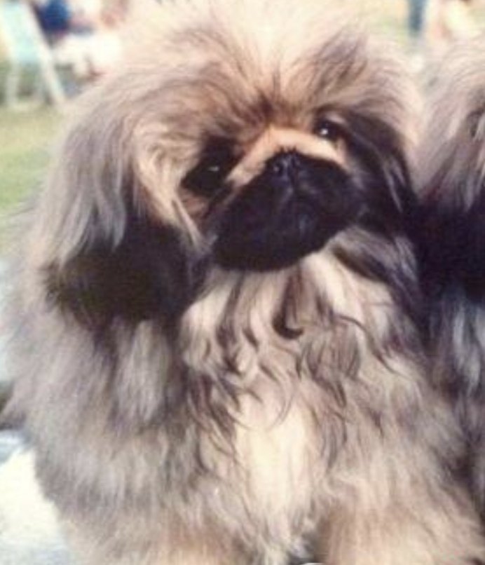 родословная собак пекинес щенок