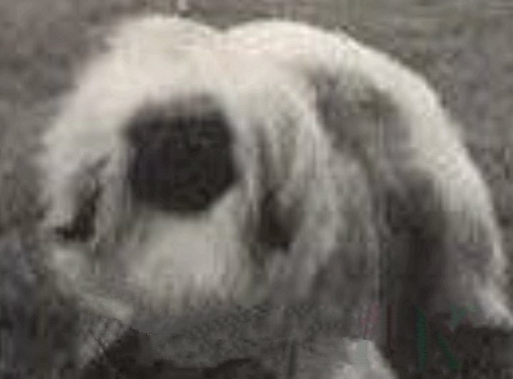 родословная собак пекинес щенок